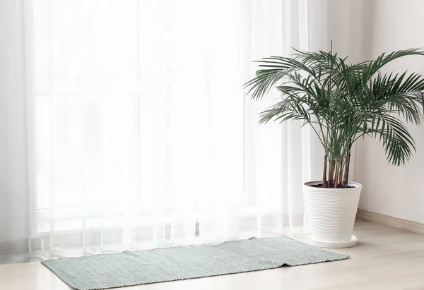 Light Curtains Houseplant Rug Room — Stock Fotó