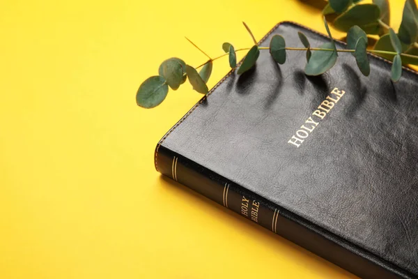 Bible Svatá Eukalyptová Větev Barevném Pozadí Detailní Záběr — Stock fotografie