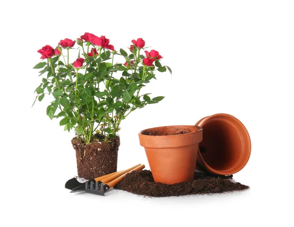 Rose Plantas Suprimentos Jardinagem Fundo Branco — Fotografia de Stock