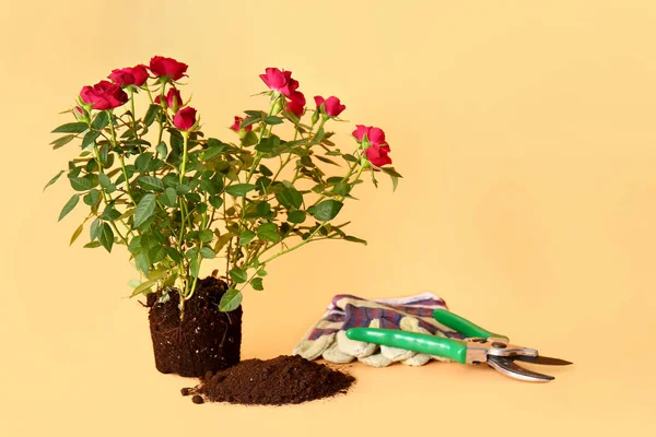Rózsa Növény Talaj Kertészeti Eszközök Színes Háttér — Stock Fotó