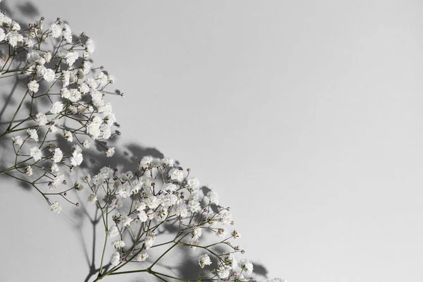Beautiful Gypsophila Flowers Light Background — Stock Photo, Image