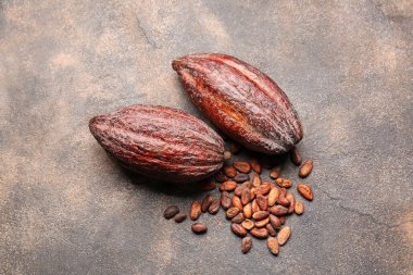 Arkaplanda taze kakao meyveleri ve fasulye var.