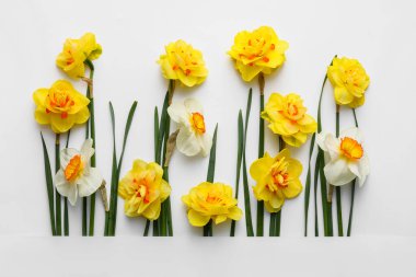 Beyaz arka planda güzel narsisus çiçekleri