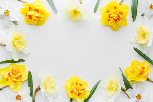 Frame Made Beautiful Narcissus Flowers White Background — Stock Photo, Image