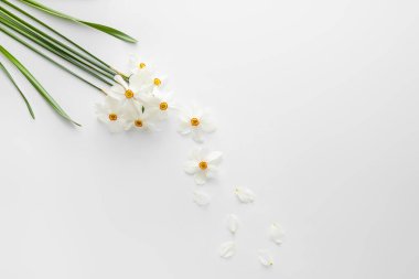 Beyaz arkaplanda nergisleri olan güzel bir kompozisyon