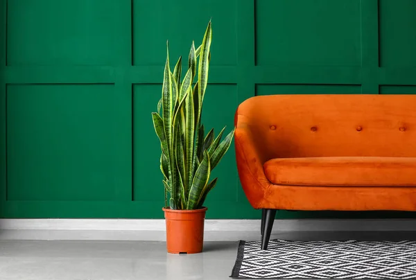 Houseplant Stylish Sofa Color Wall — Stock Photo, Image