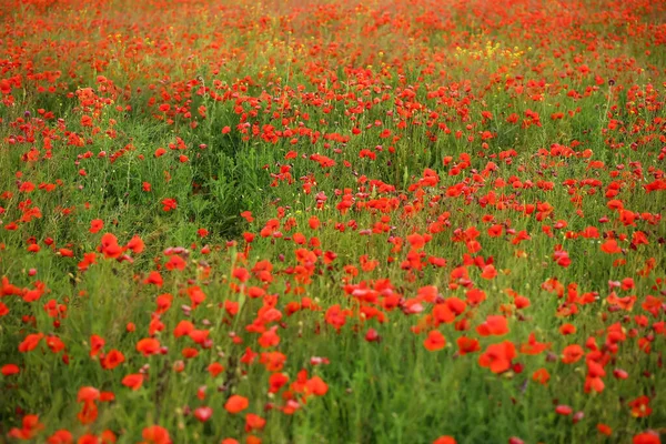 Vista Del Bellissimo Campo Papaveri — Foto Stock