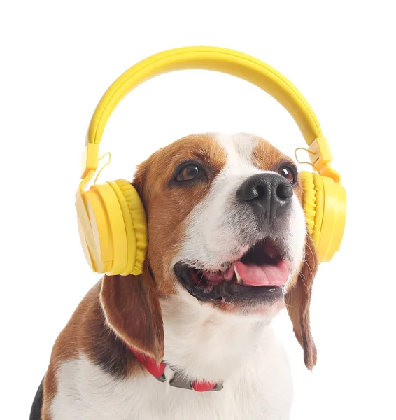 Cute Beagle Dog Headphones White Background — Stock Photo, Image