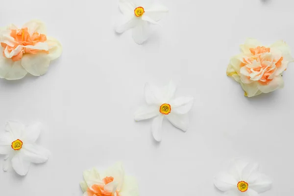 Piękne Kwiaty Narcyz Białym Tle — Zdjęcie stockowe