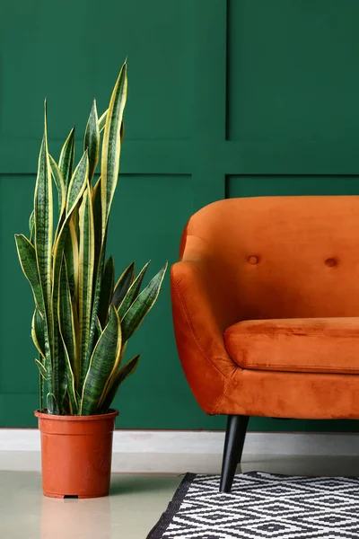 Houseplant Stylish Sofa Color Wall — Stock Photo, Image