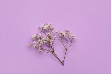 Renkli arkaplanda güzel çigila çiçekleri