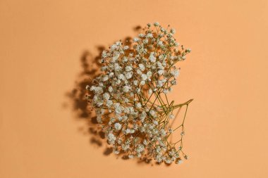 Renkli arkaplanda güzel çigila çiçekleri