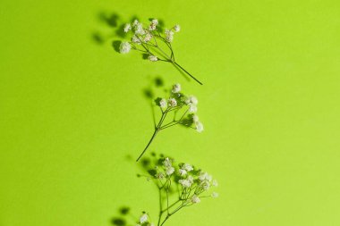 Renkli arkaplanda güzel çigila çiçekleri