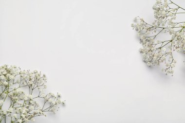 Beyaz arka planda güzel çigila çiçekleri