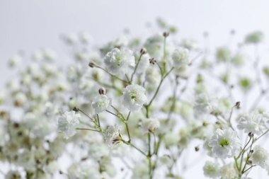 Aydınlık arkaplanda güzel çigila çiçekleri