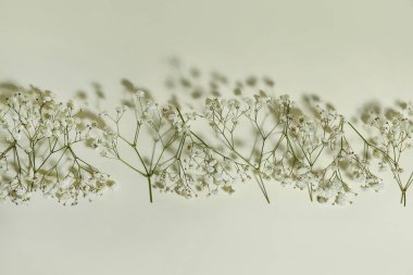 Aydınlık arkaplanda güzel çigila çiçekleri