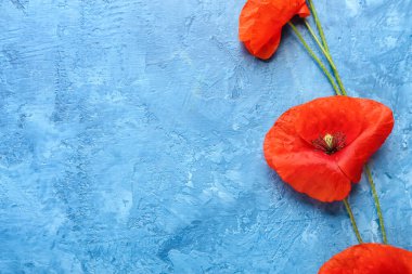 Renkli arka planda güzel kırmızı gelincik çiçekleri, yakın plan