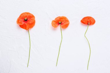 Beyaz arkaplanda güzel kırmızı gelincik çiçekleri