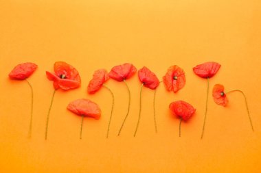 Renkli arkaplanda güzel kırmızı gelincik çiçekleri