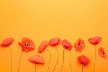 Renkli arkaplanda güzel kırmızı gelincik çiçekleri