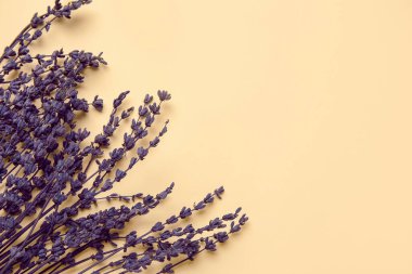 Renkli arkaplanda güzel lavanta çiçekleri