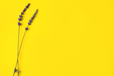 Renkli arkaplanda güzel lavanta çiçekleri