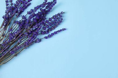 Renkli arkaplanda güzel lavanta çiçekleri