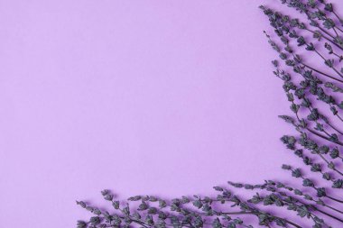 Renkli arkaplanda güzel lavanta çiçekleri