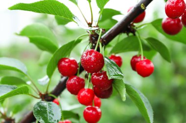 Bahçedeki ağaçta asılı kiraz meyveleri