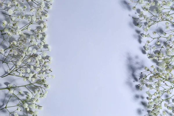 光の背景に美しいジプシーの花 — ストック写真