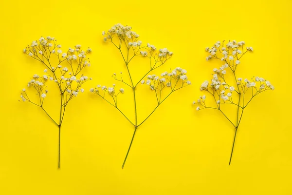 Beautiful Gypsophila Flowers Color Background — Stock Photo, Image