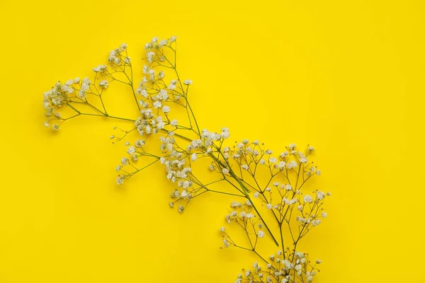Gyönyörű Cigány Virágok Színes Háttér — Stock Fotó