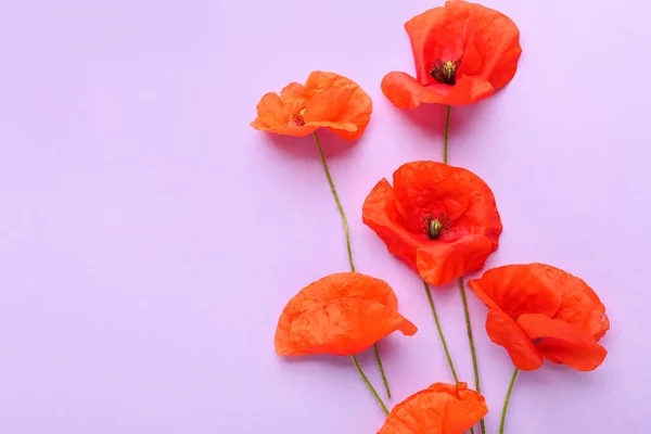 Belles Fleurs Pavot Rouge Sur Fond Couleur Gros Plan — Photo