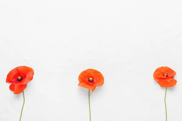 Beautiful Red Poppy Flowers White Background — Stock Photo, Image