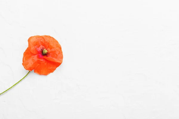 Beautiful Red Poppy Flower White Background — Stock Photo, Image