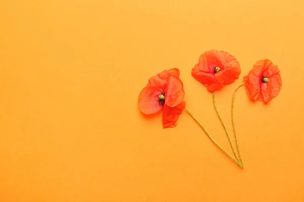 Beautiful Red Poppy Flowers Color Background — Stock Photo, Image