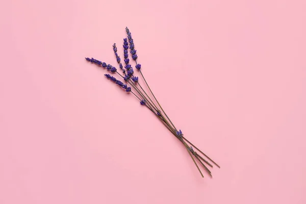 Красивые Цветы Лаванды Цветном Фоне — стоковое фото
