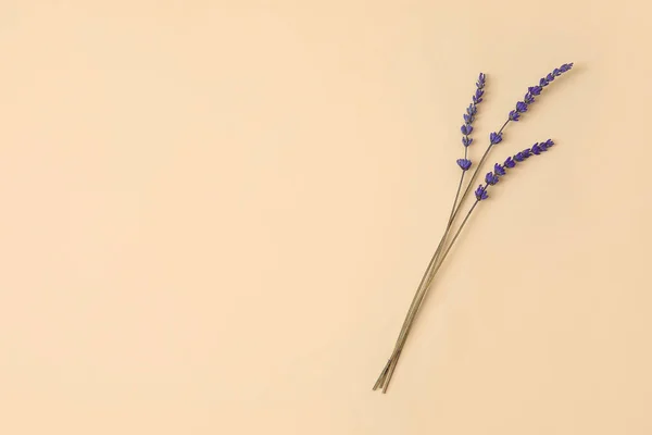 Beautiful Lavender Flowers Color Background — Stock Photo, Image