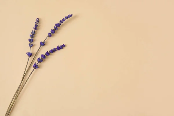 Красивые Цветы Лаванды Цветном Фоне — стоковое фото