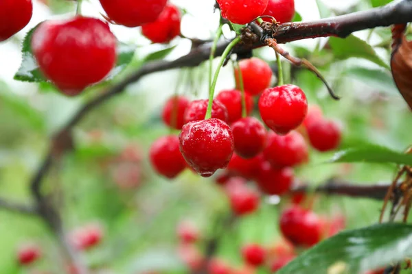 Sweet Cherry Berries Hanging Tree Garden — Stock Photo, Image