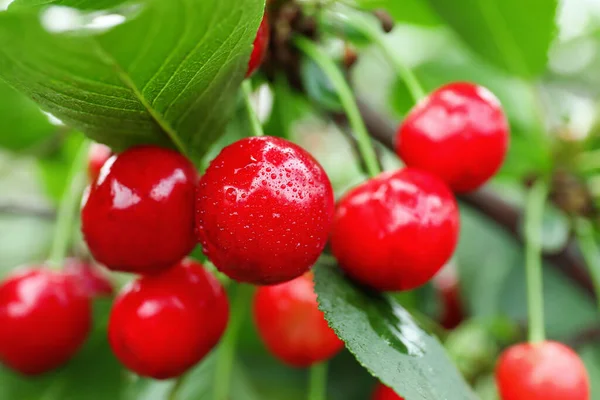 Sweet Cherry Berries Hanging Tree Garden Closeup — Stock Photo, Image