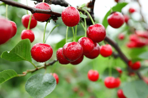 Sweet Cherry Berries Hanging Tree Garden — Stock Photo, Image