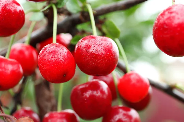 Sweet Cherry Berries Hanging Tree Garden Closeup — Stock Photo, Image