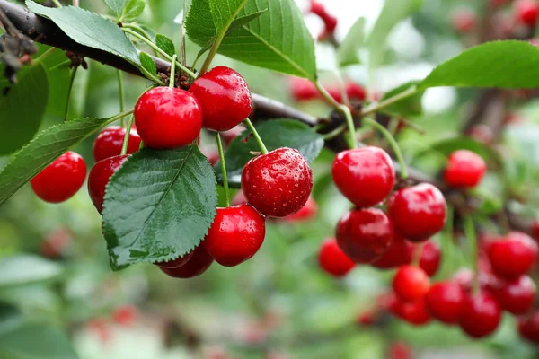 Bagas Cereja Doce Penduradas Árvore Jardim — Fotografia de Stock