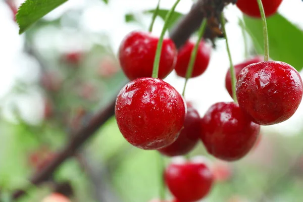 Kirschbeeren Hängen Garten Baum Nahaufnahme — Stockfoto