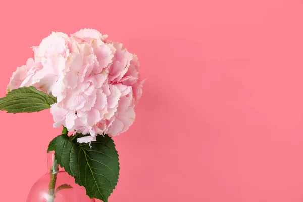 Florero Con Hermosas Flores Hortensia Sobre Fondo Color — Foto de Stock