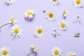 Krásné heřmánku květiny na barevném pozadí