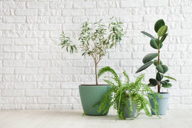 Beyaz tuğla duvarın yanındaki çömleklerde farklı bitkiler var.