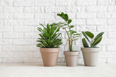 Beyaz tuğla duvarın yanındaki çömleklerde farklı bitkiler var.