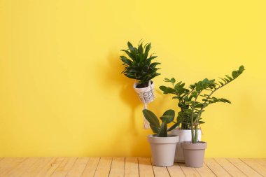 Renk duvarının yanındaki saksılarda farklı bitkiler var.